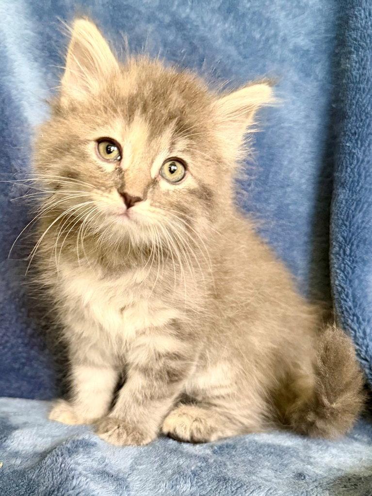 Pansy, a Adoptable mixed breed in Nashville, TN image 3/3