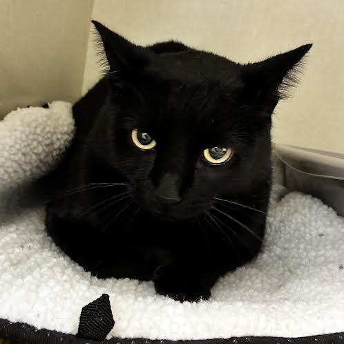 BK, Adopted, Adult Male American Shorthair.