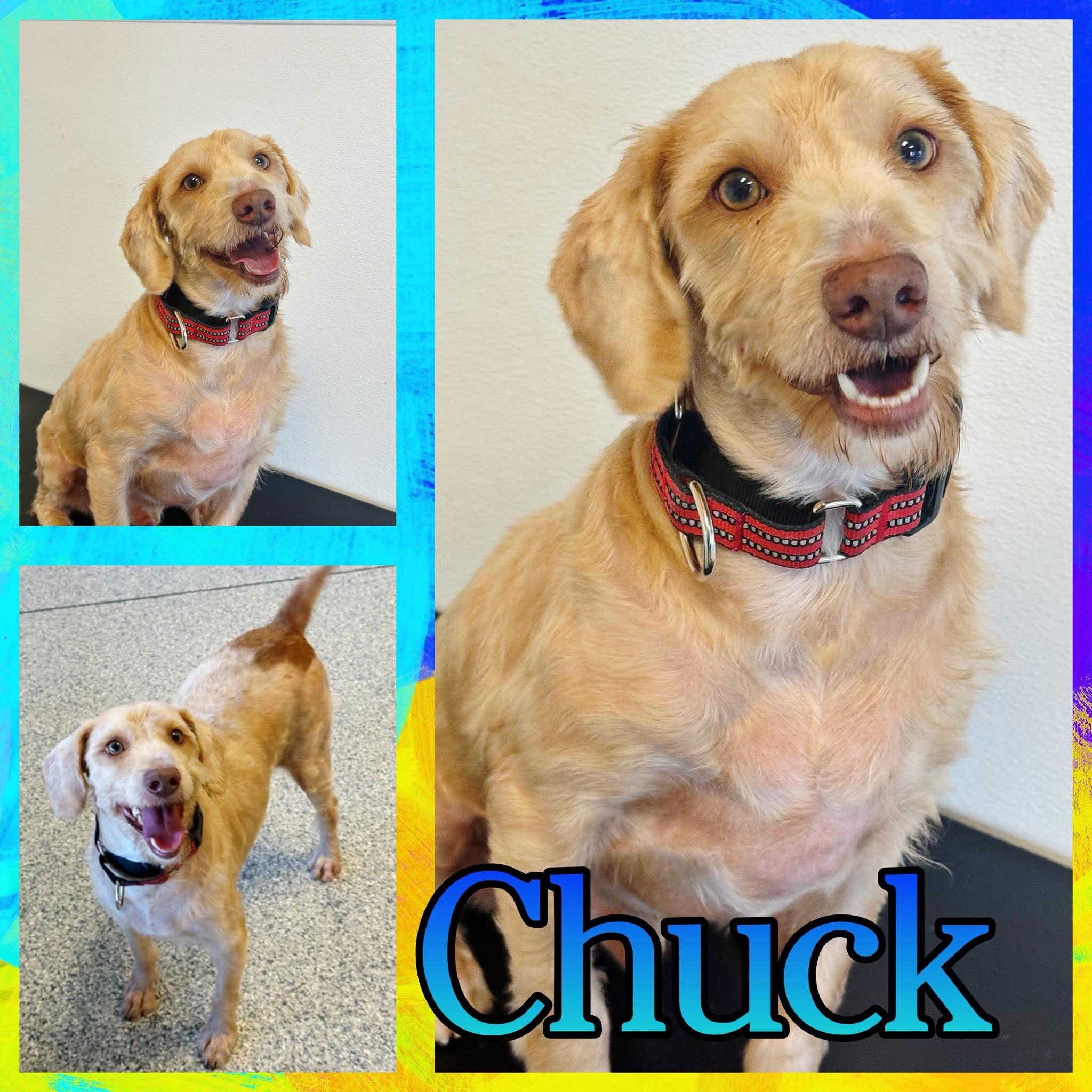 Enlarge Chuck, a Adoptable mixed breed in Hatfield, PA image 1/1