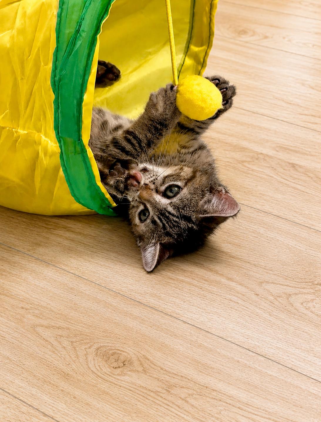 Jane, a ADOPTABLE American Shorthair in Hickory, NC image 5/5