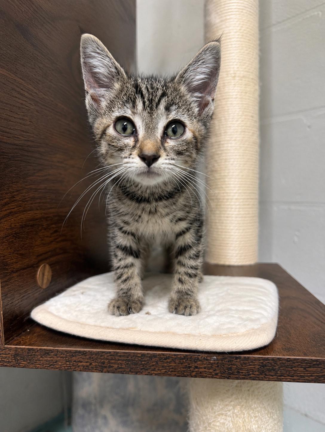 Jane, a ADOPTABLE American Shorthair in Hickory, NC image 4/5