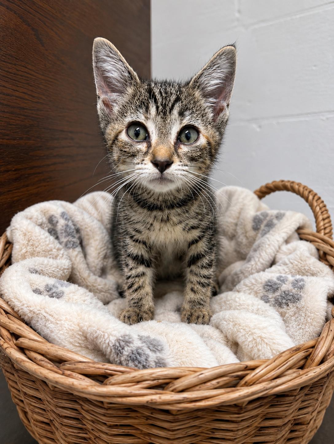 Jane, a ADOPTABLE American Shorthair in Hickory, NC image 2/5
