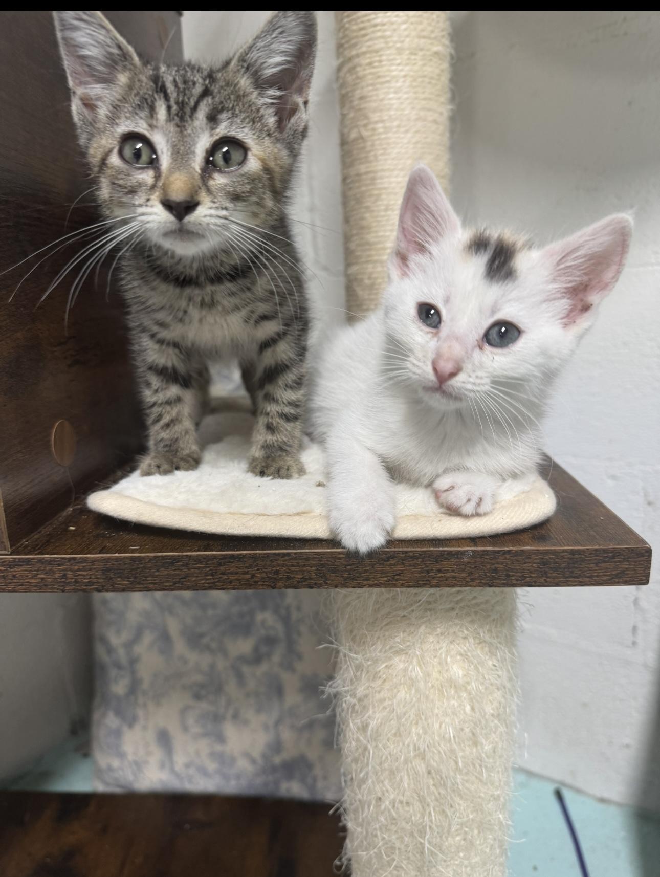 Jane, a ADOPTABLE American Shorthair in Hickory, NC image 3/5