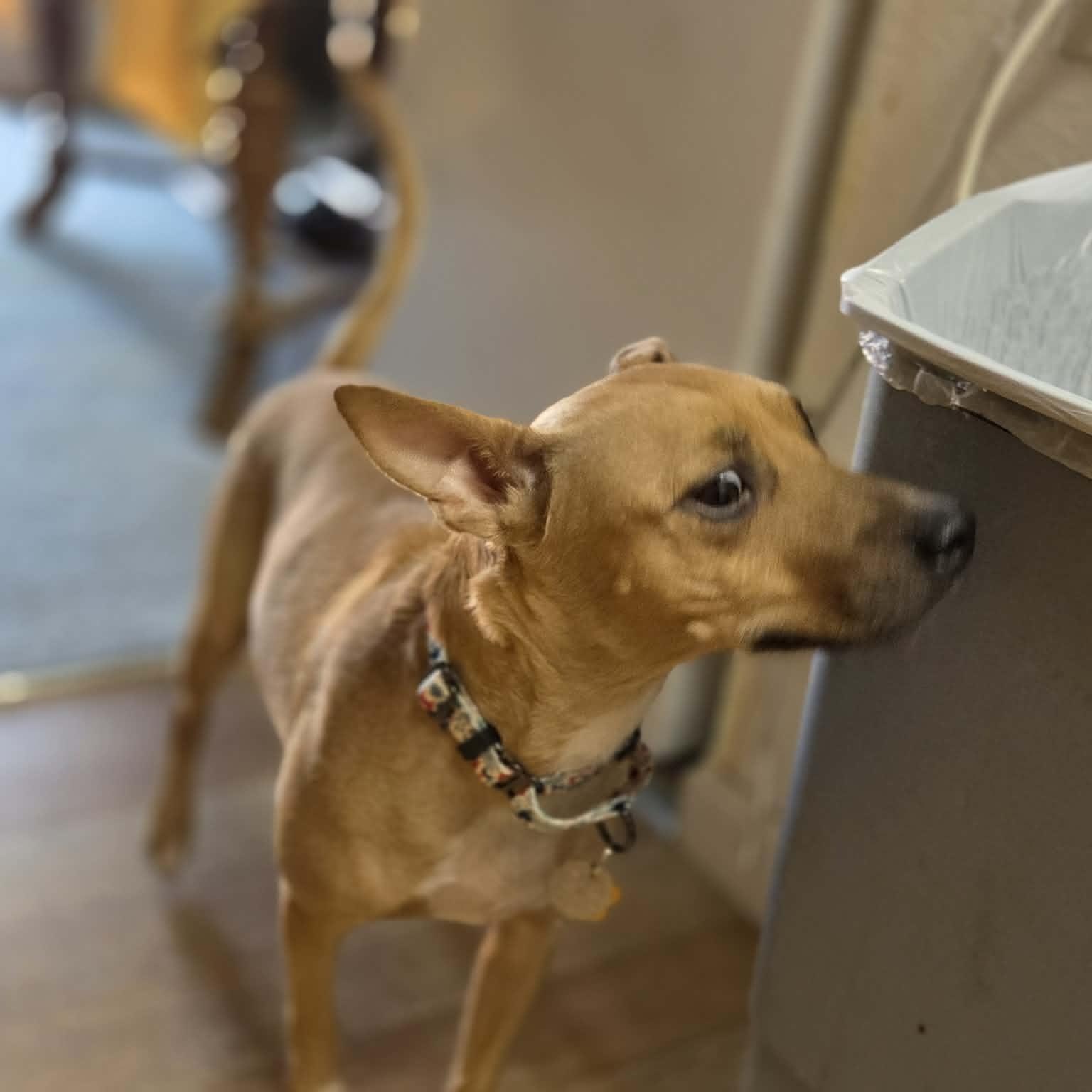 Enlarge ISABELLA, a ADOPTABLE mixed breed in Loveland, CO image 6/6