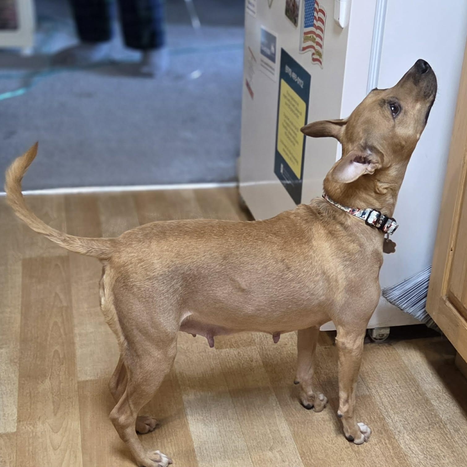 Enlarge ISABELLA, a ADOPTABLE mixed breed in Loveland, CO image 3/6