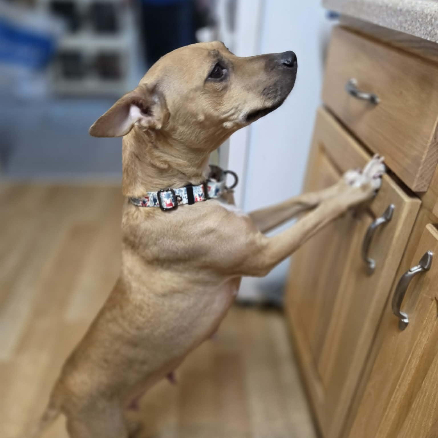 Enlarge ISABELLA, a ADOPTABLE mixed breed in Loveland, CO image 4/6