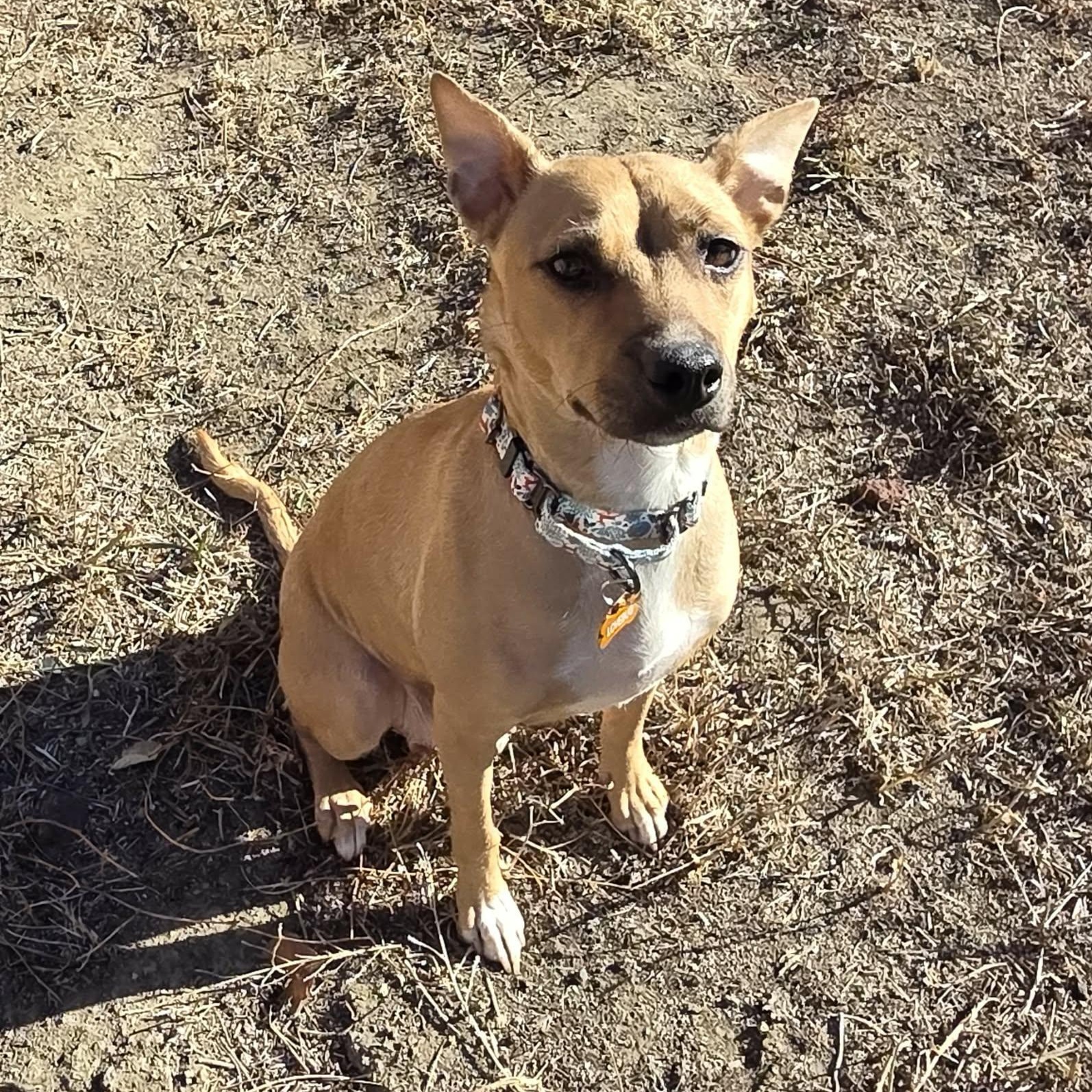 ISABELLA, ADOPTABLE, Young Female Terrier.