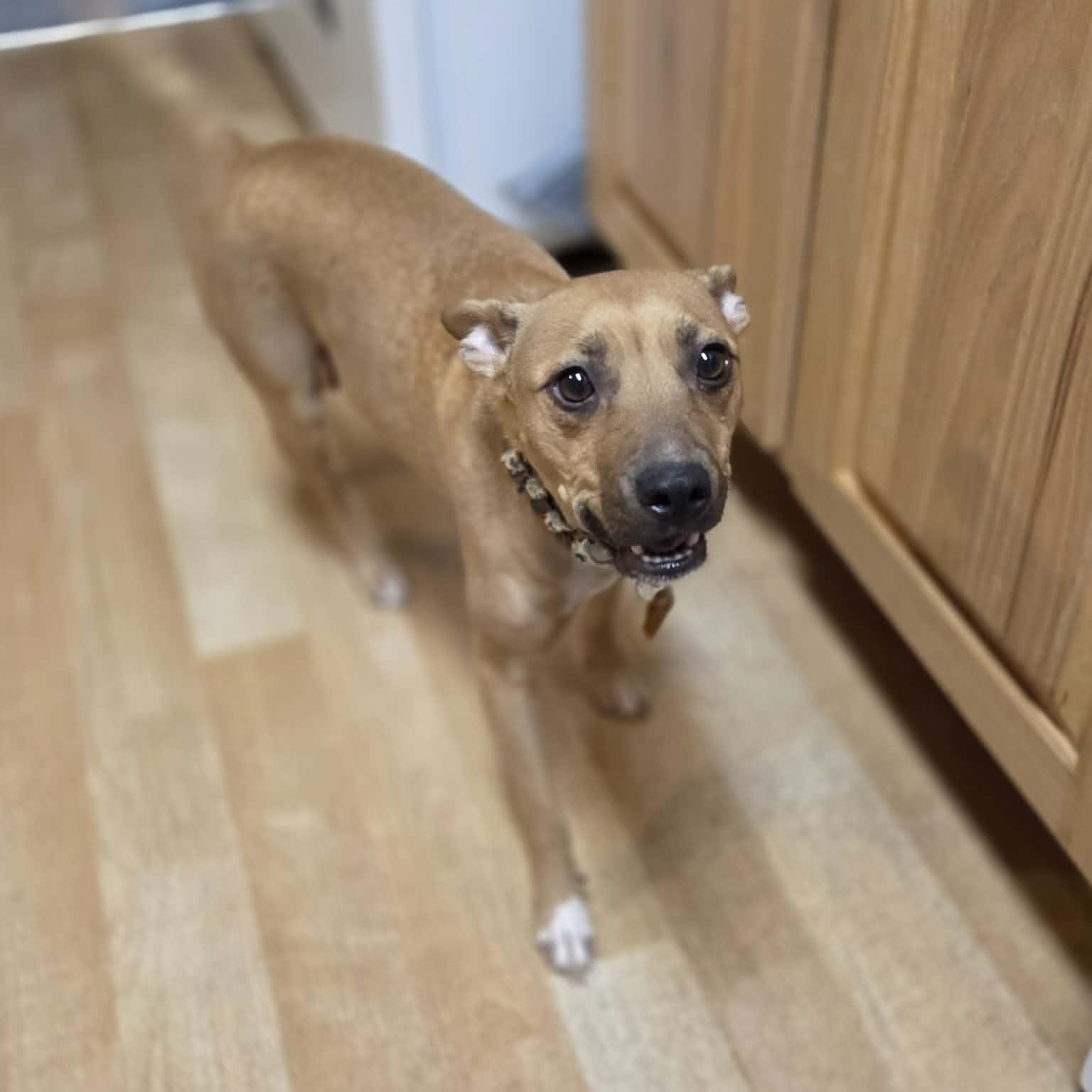 Enlarge ISABELLA, a ADOPTABLE mixed breed in Loveland, CO image 2/6