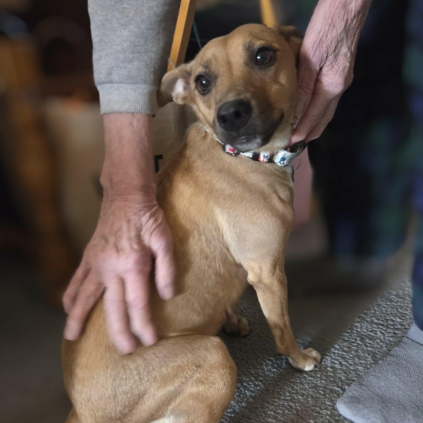 Enlarge ISABELLA, a ADOPTABLE mixed breed in Loveland, CO image 5/6