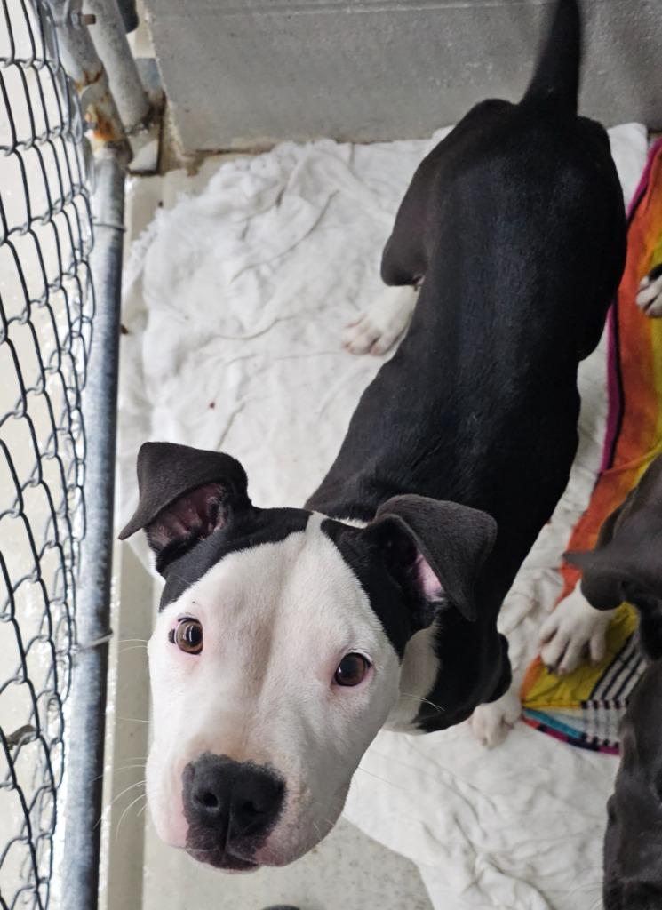 Enlarge Tonto, a Adoptable mixed breed in Camden, TN image 1/3