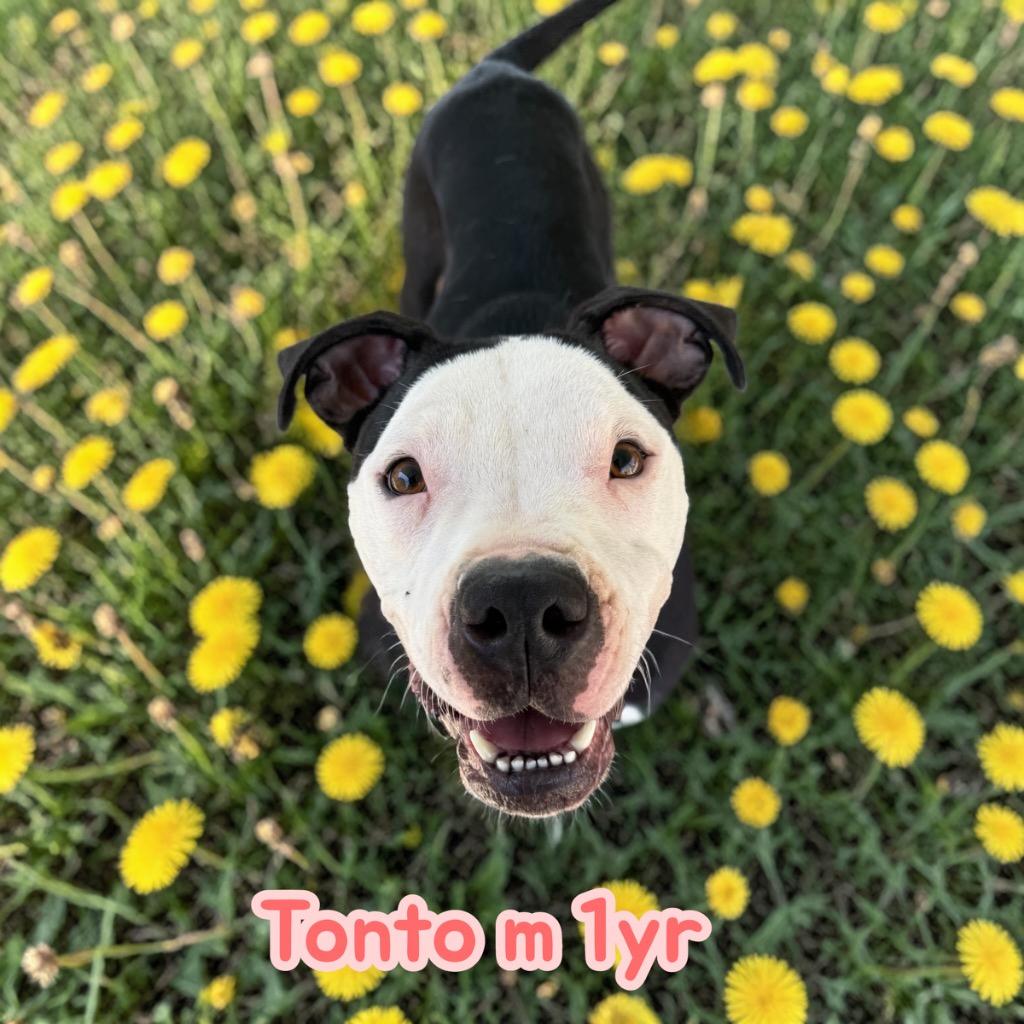 Enlarge Tonto, a Adoptable mixed breed in Camden, TN image 2/3