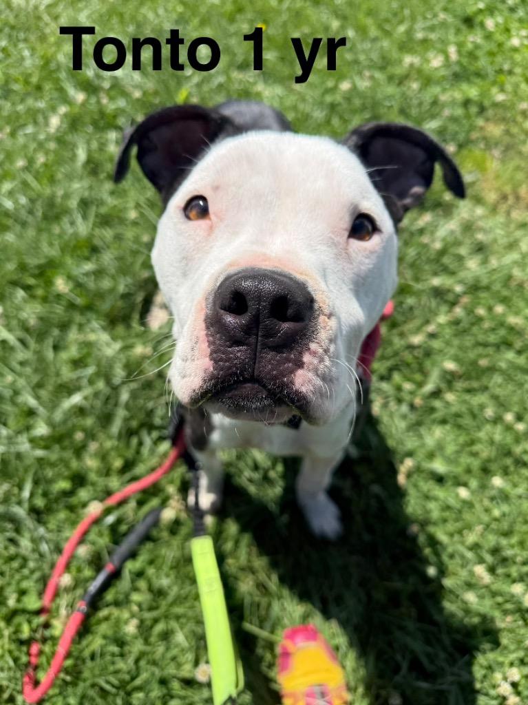 Enlarge Tonto, a Adoptable mixed breed in Camden, TN image 3/3