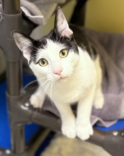 Enlarge Bellamy, a Adoptable mixed breed in Fairfax, VA image 1/3