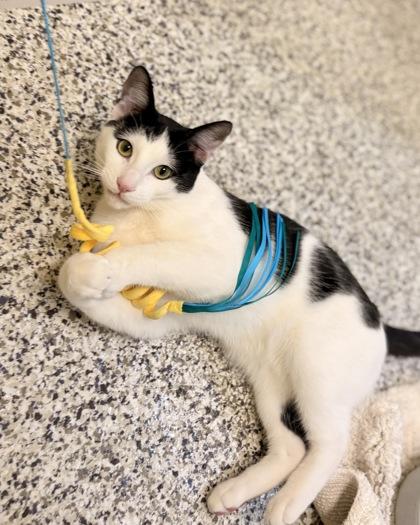 Enlarge Bellamy, a Adoptable mixed breed in Fairfax, VA image 3/3