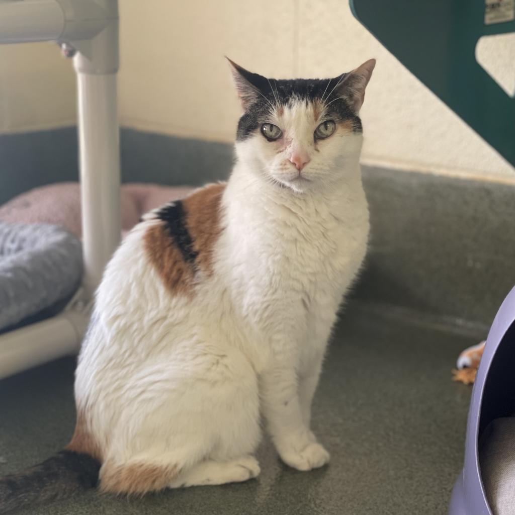 Vivien, a Adoptable Domestic Short Hair in Naples, FL image 1/5