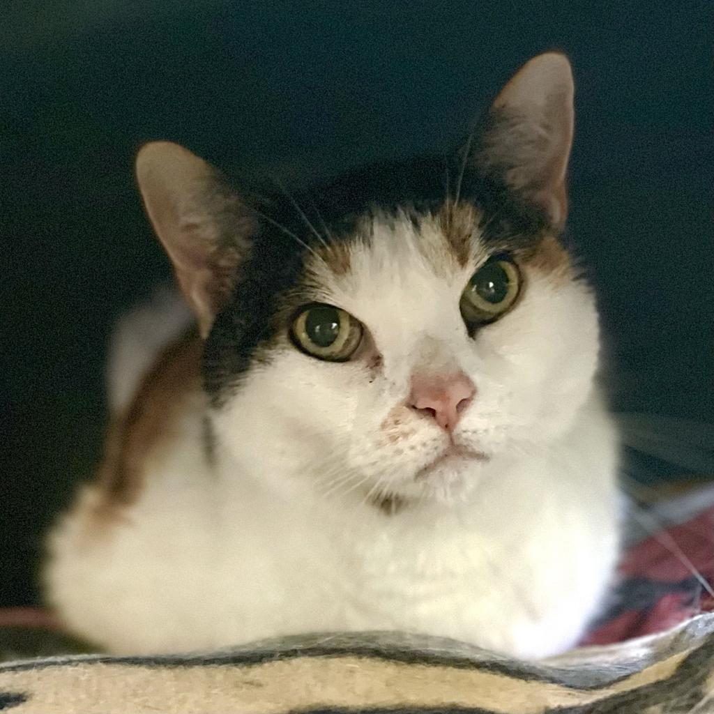 Vivien, a Adoptable Domestic Short Hair in Naples, FL image 2/5