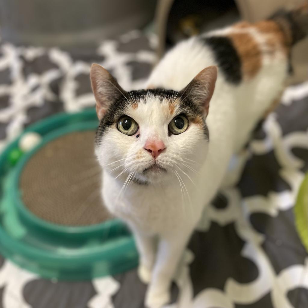 Vivien, a Adoptable Domestic Short Hair in Naples, FL image 3/5