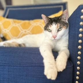 Vivien, a Adoptable Domestic Short Hair in Naples, FL image 4/5