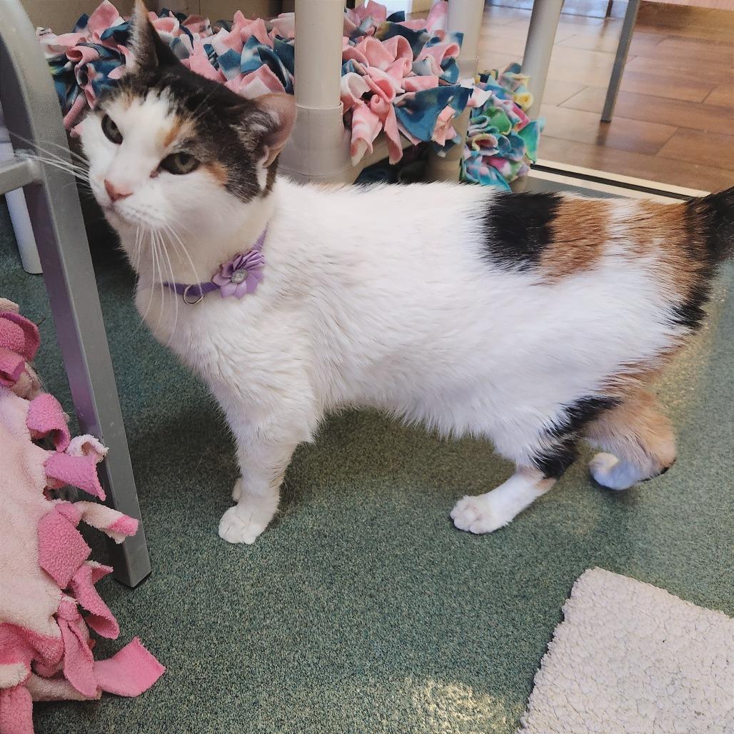 Vivien, a Adoptable Domestic Short Hair in Naples, FL image 5/6