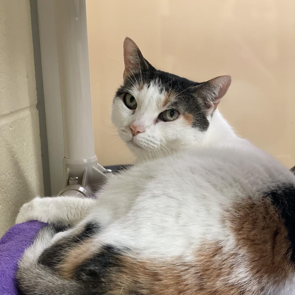 Vivien, a Adoptable Domestic Short Hair in Naples, FL image 5/5