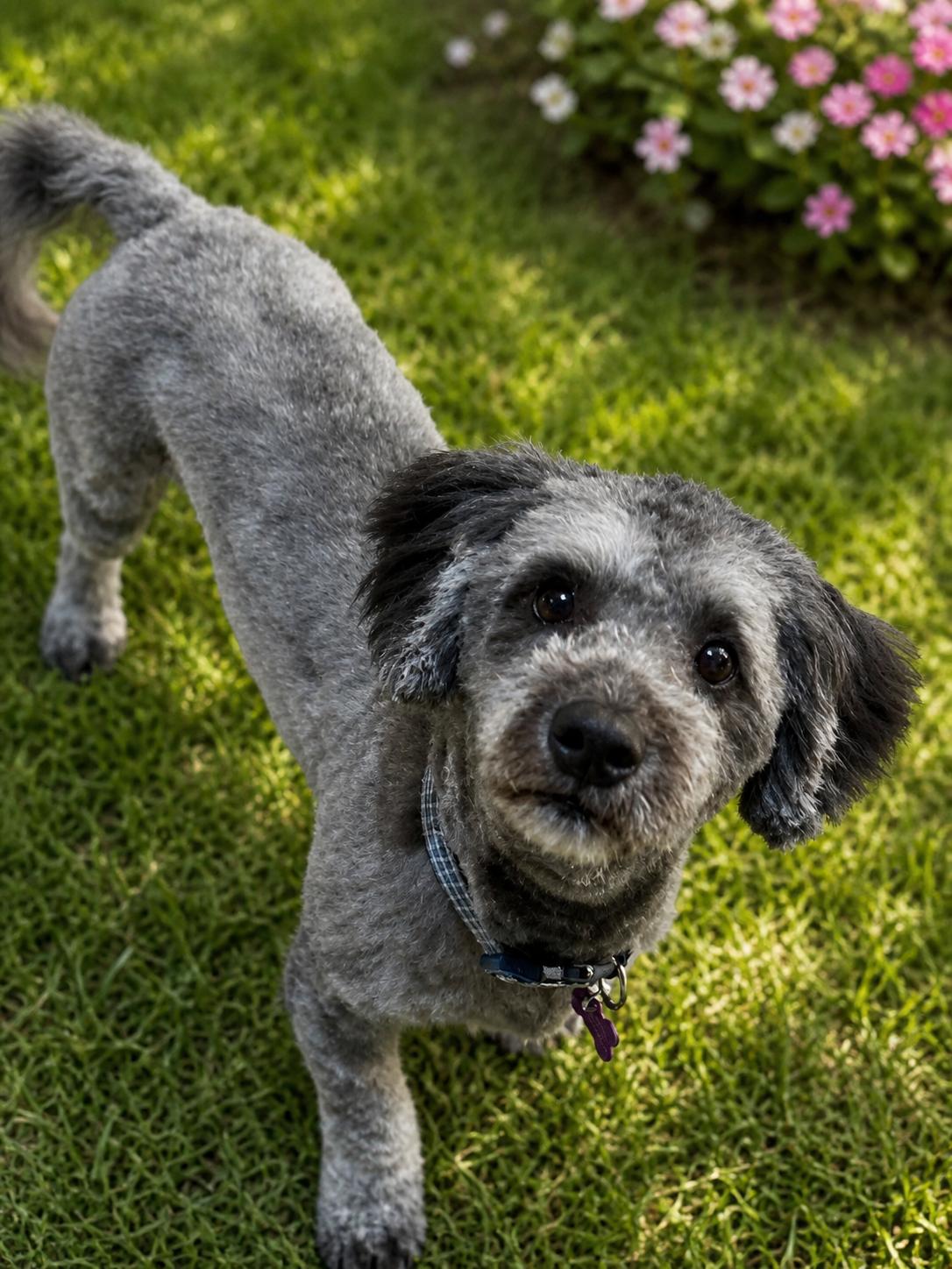 Enlarge Bo, a ADOPTABLE mixed breed in Phoenix, AZ image 3/3