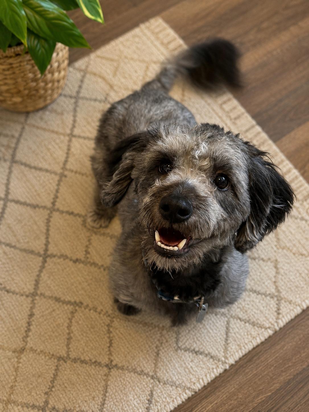 Enlarge Bo, a ADOPTABLE mixed breed in Phoenix, AZ image 1/3