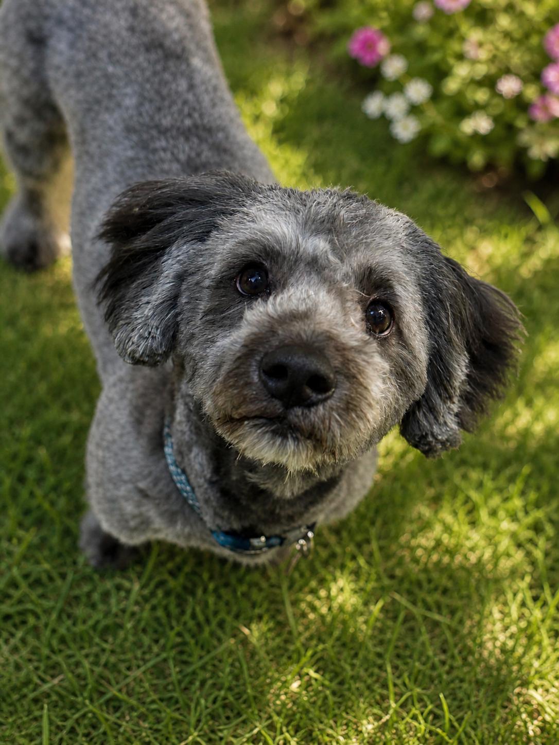 Enlarge Bo, a ADOPTABLE mixed breed in Phoenix, AZ image 2/3