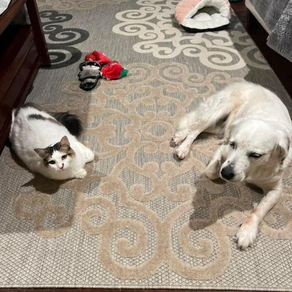 Merida Mex — thumbnail 2