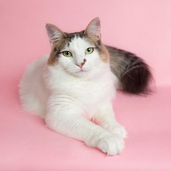 Merida Mex — thumbnail 5