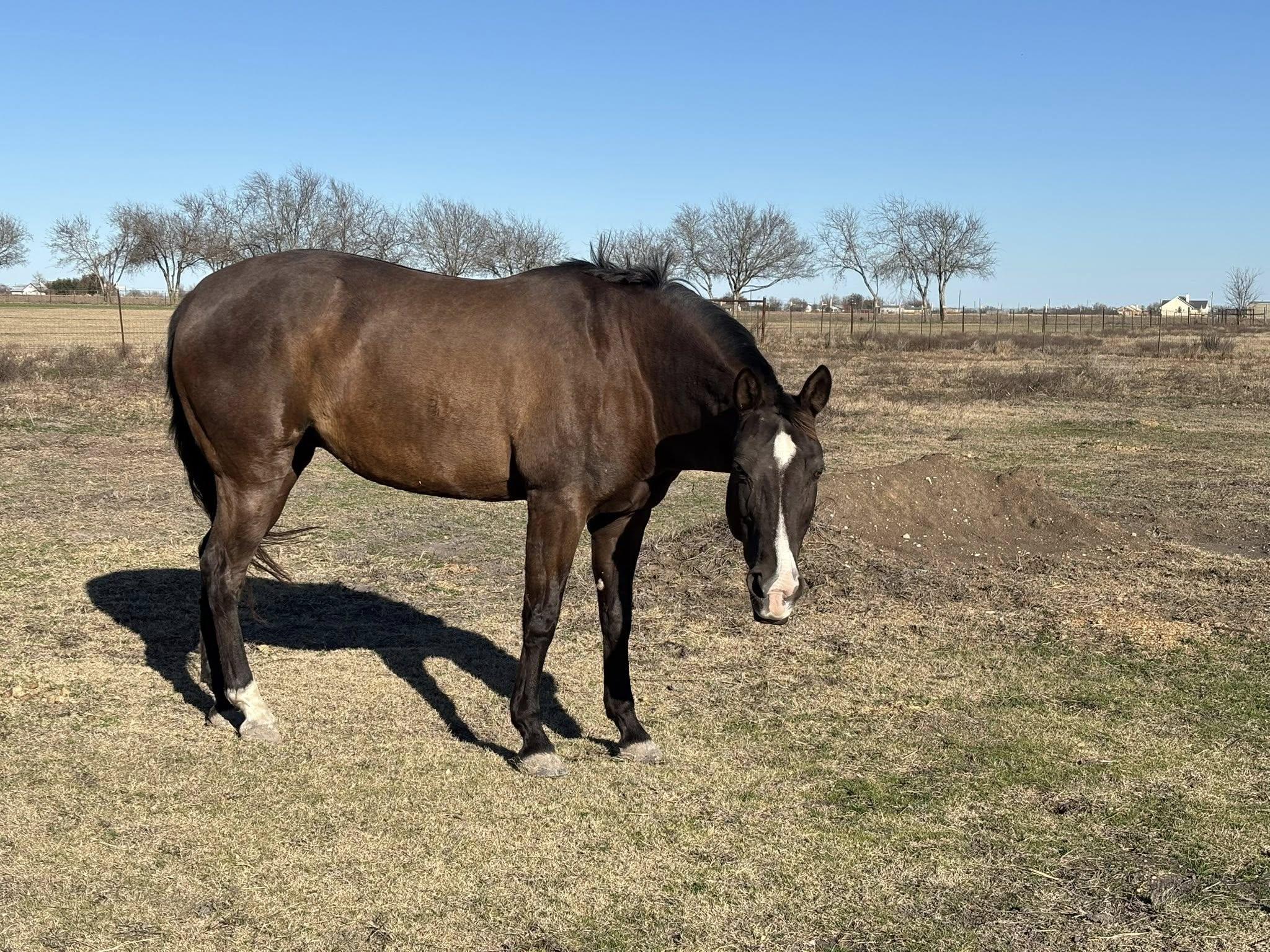 Enlarge Buffy, an adopted mixed breed in Brenham, TX image 1/3