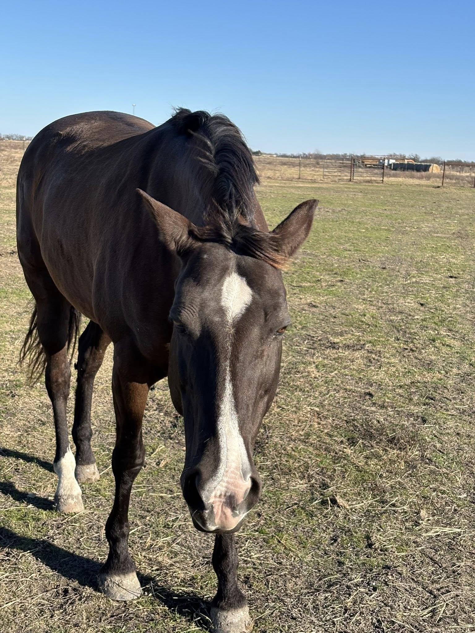 Enlarge Buffy, an adopted mixed breed in Brenham, TX image 2/3