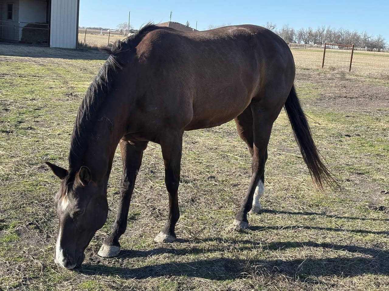 Enlarge Buffy, an adopted mixed breed in Brenham, TX image 3/3