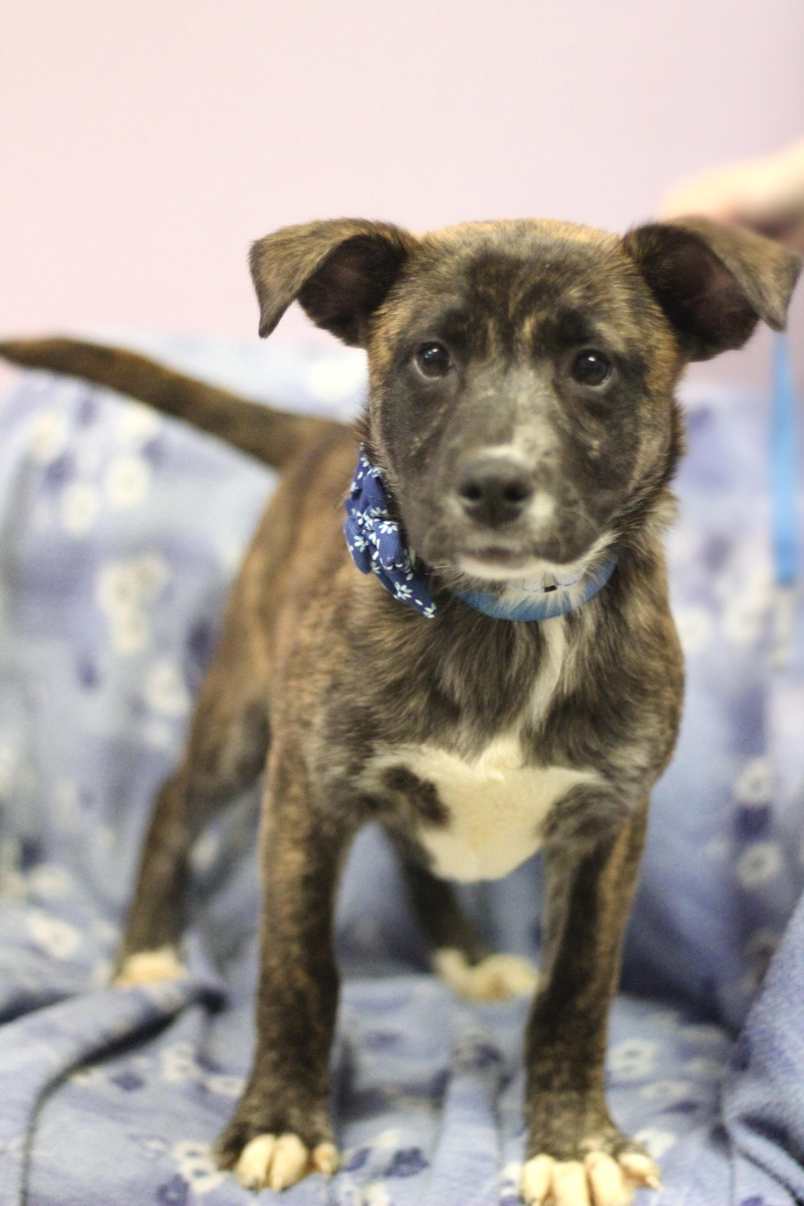 Enlarge J-Wow in NH! Come Meet our Adoptable Dogs Wednesday-Saturday. More info in Bio!, an adopted mixed breed in Manchester, NH image 2/2