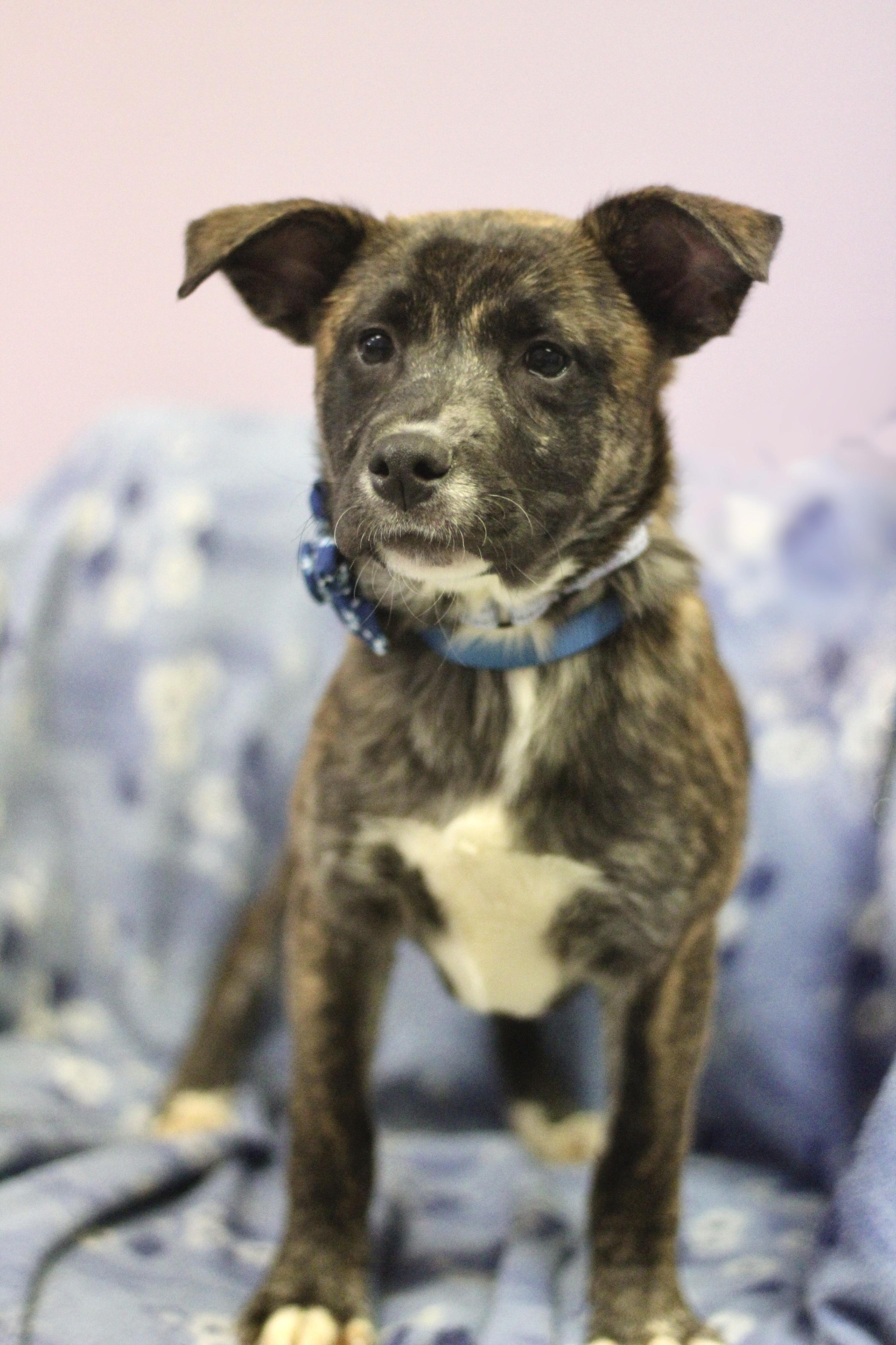 J-Wow in NH! Come Meet our Adoptable Dogs Wednesday-Saturday. More info in Bio!, adopted, Puppy Female Retriever.