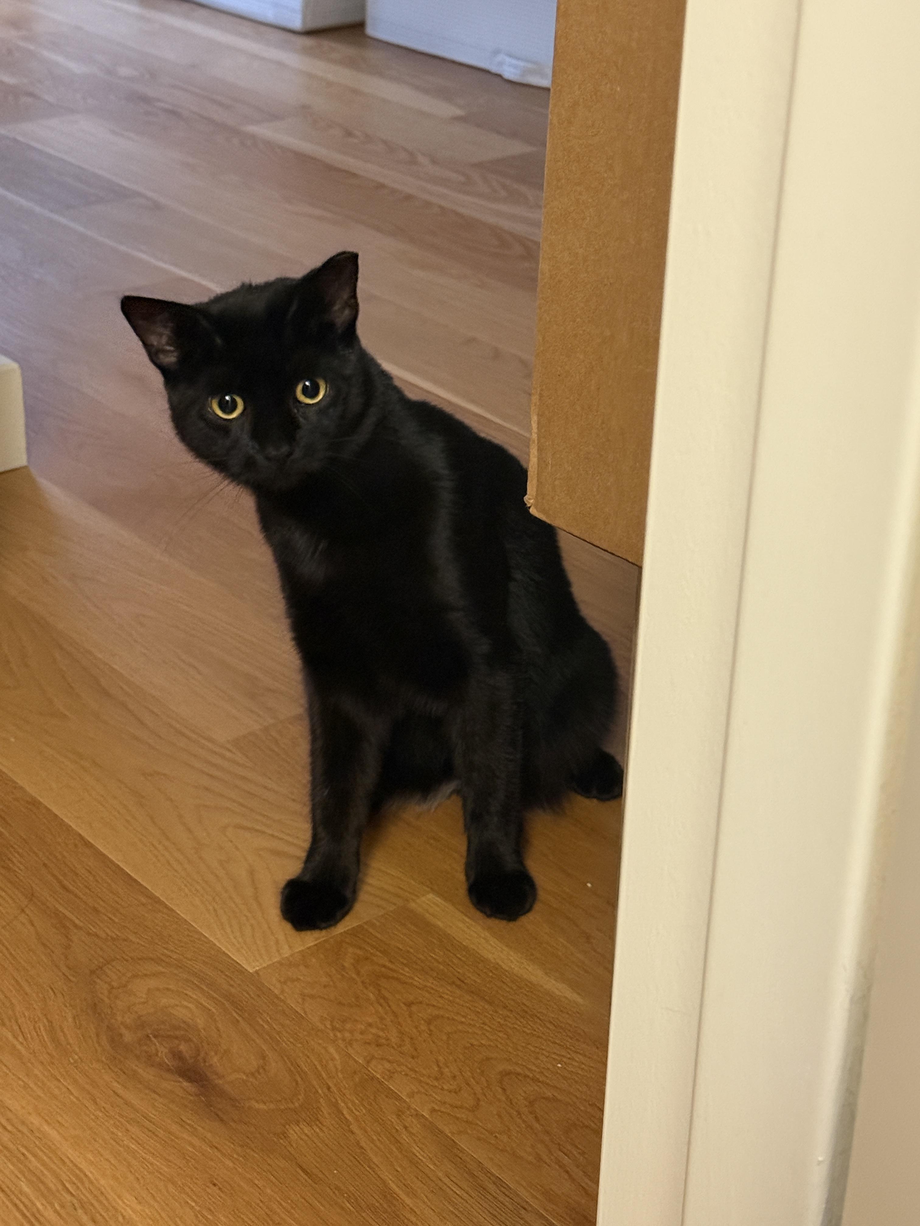 Enlarge Totoro <3 , a ADOPTABLE Domestic Short Hair in Jersey City, NJ image 4/6