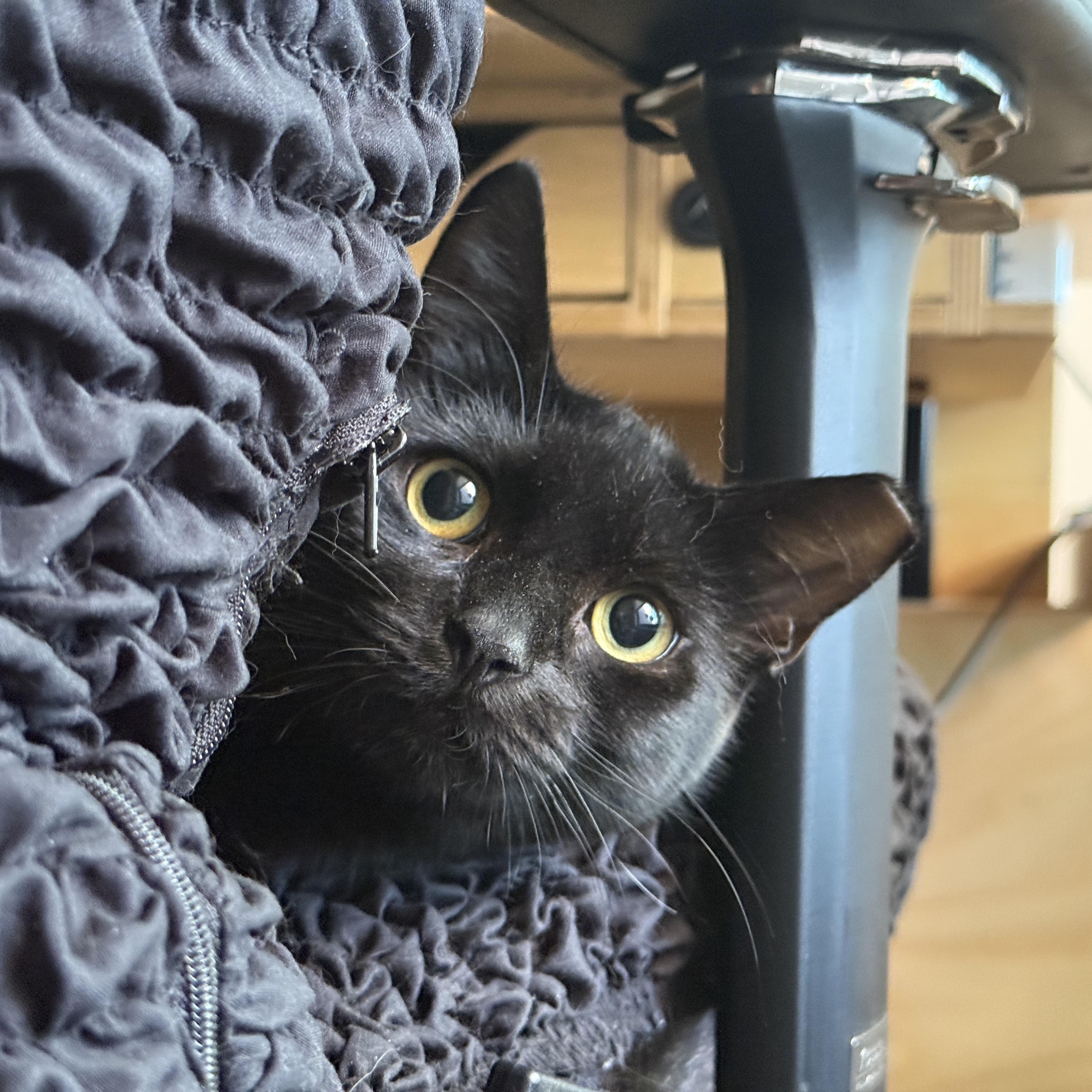 Totoro <3 , ADOPTABLE, Young Female Domestic Short Hair.