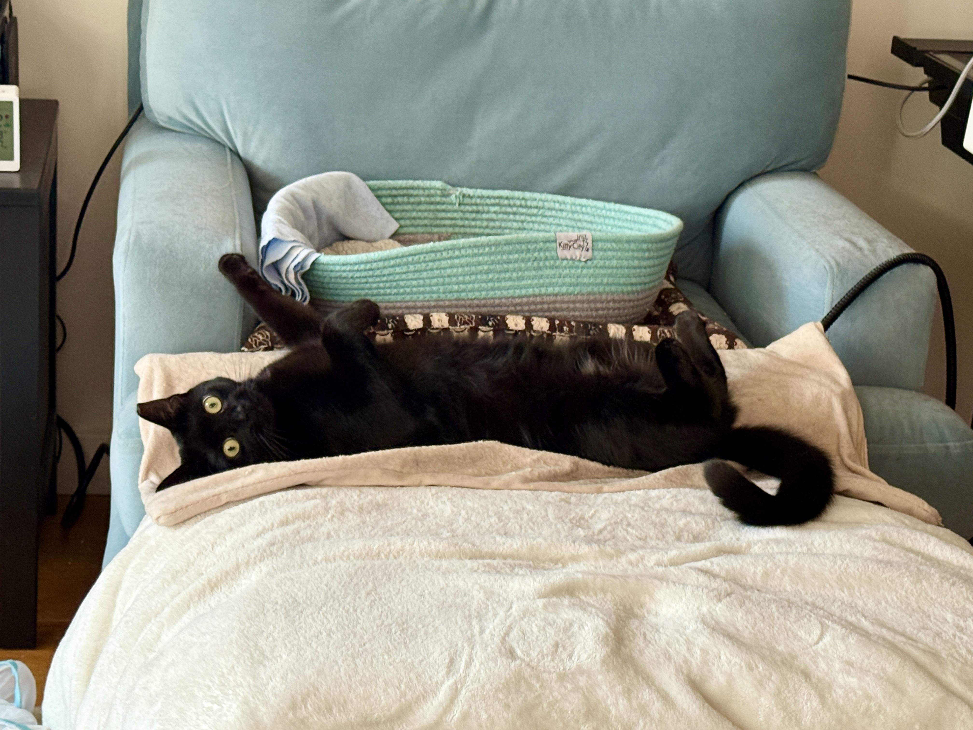 Enlarge Totoro <3 , a ADOPTABLE Domestic Short Hair in Jersey City, NJ image 5/6