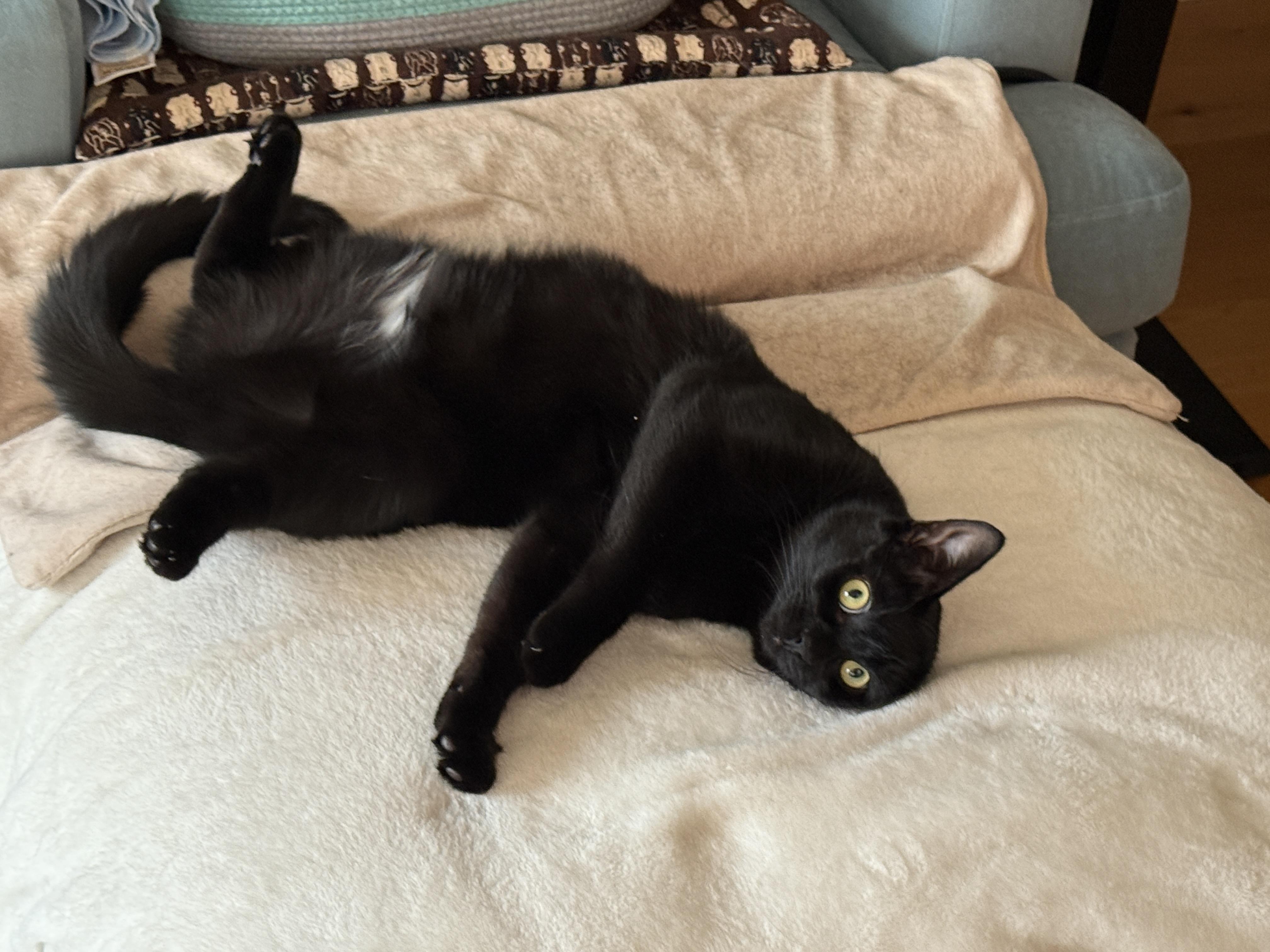 Enlarge Totoro <3 , a ADOPTABLE Domestic Short Hair in Jersey City, NJ image 2/6