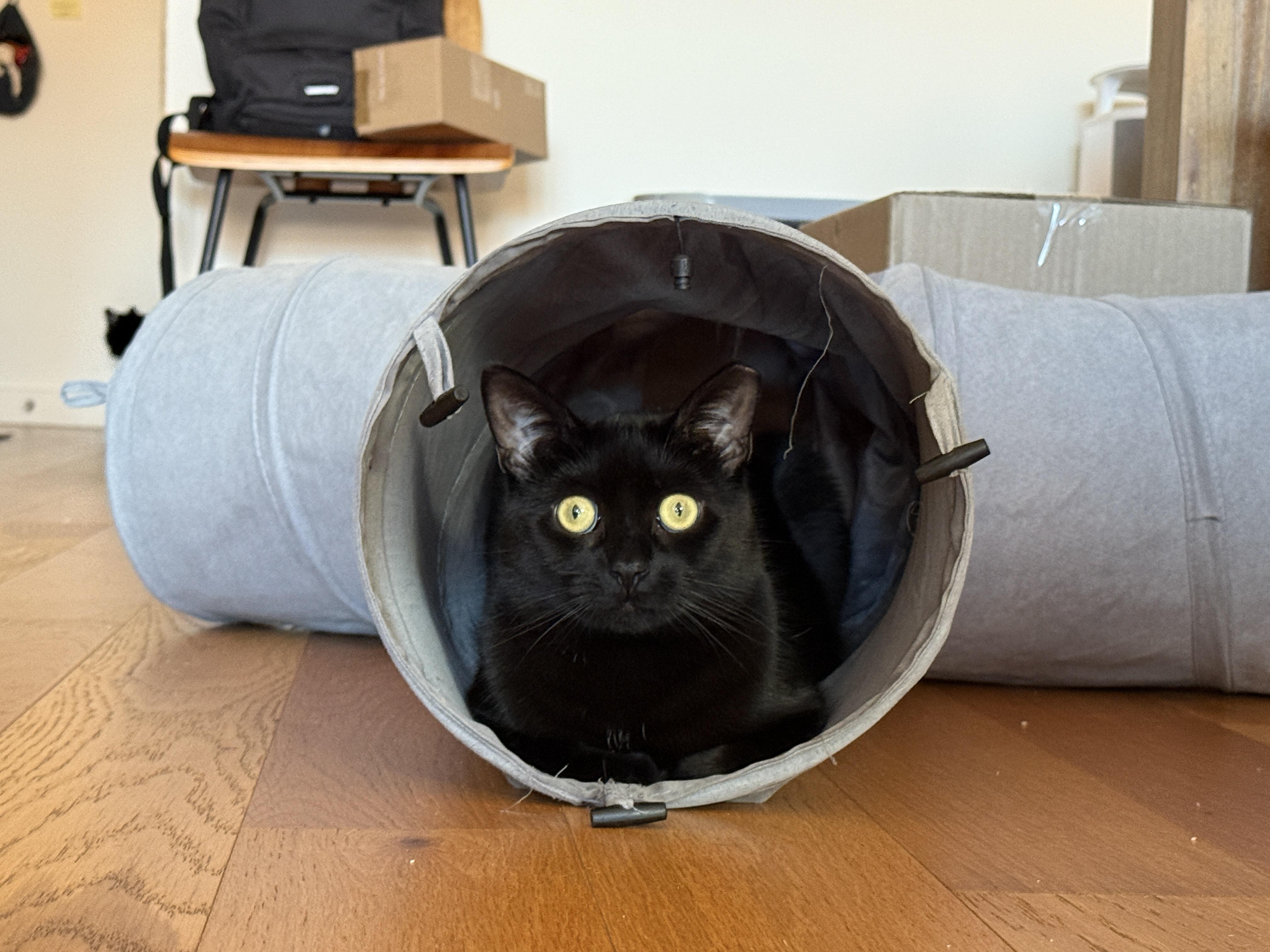 Enlarge Totoro <3 , a ADOPTABLE Domestic Short Hair in Jersey City, NJ image 6/6