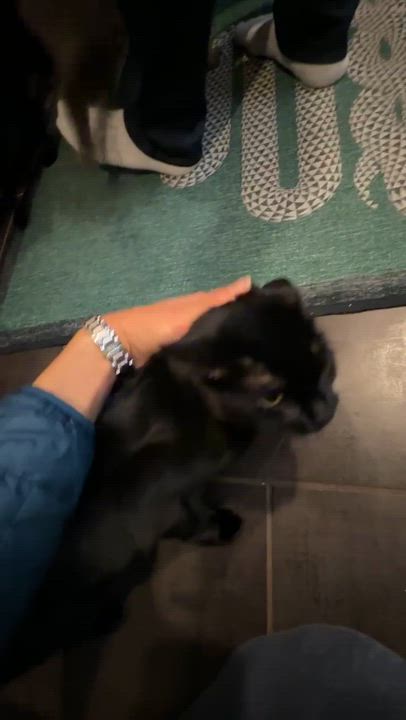 Enlarge Totoro <3 , a ADOPTABLE Domestic Short Hair in Jersey City, NJ video 3/6