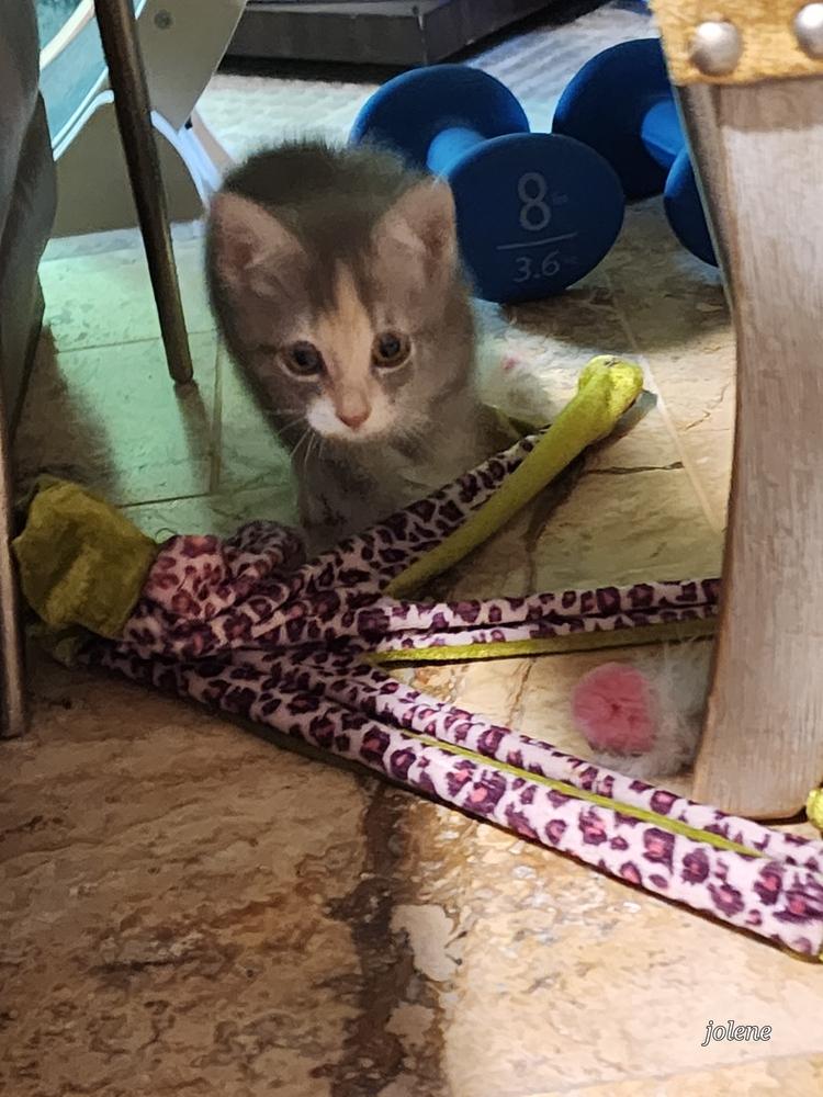 Enlarge Thumbalina, a Adopted Domestic Short Hair in Kannapolis, NC image 1/5