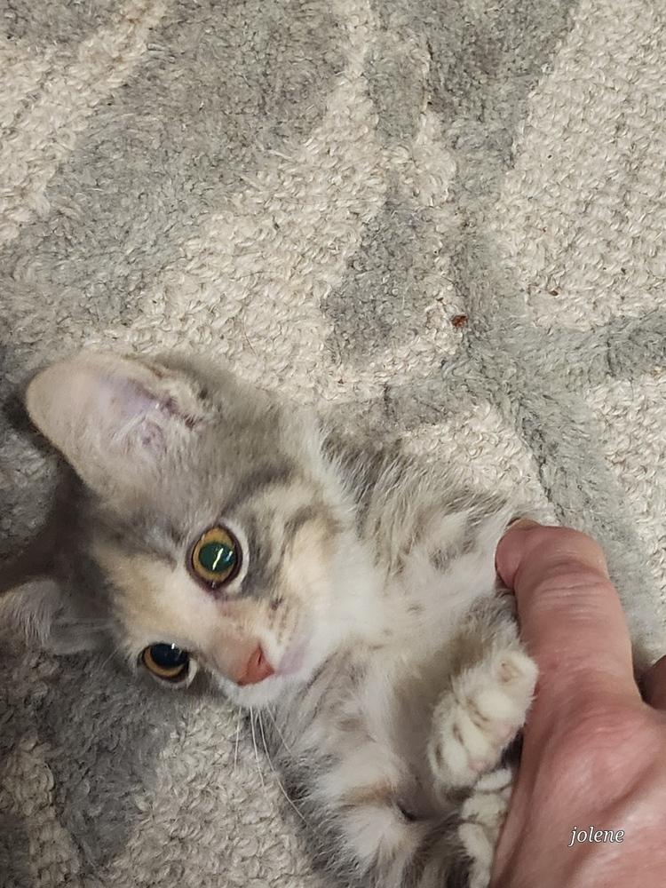 Enlarge Thumbalina, a Adopted Domestic Short Hair in Kannapolis, NC image 2/5