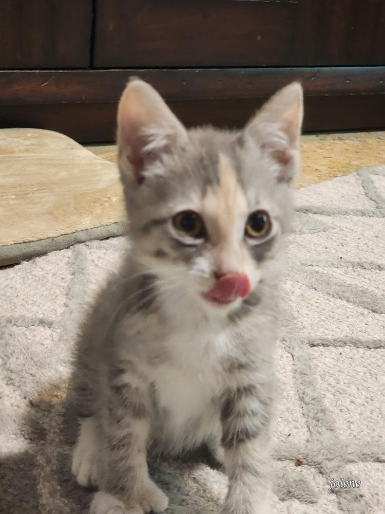 Thumbalina, Adopted, Kitten Female Domestic Short Hair.