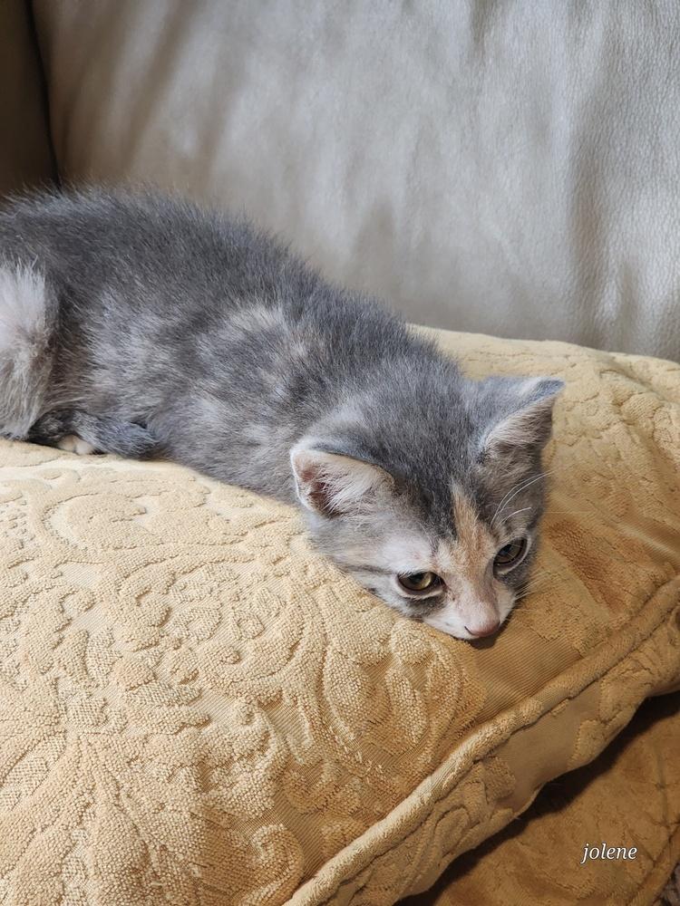 Enlarge Thumbalina, a Adopted Domestic Short Hair in Kannapolis, NC image 4/5