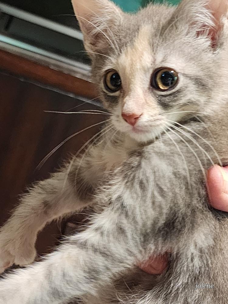 Enlarge Thumbalina, a Adopted Domestic Short Hair in Kannapolis, NC image 5/5