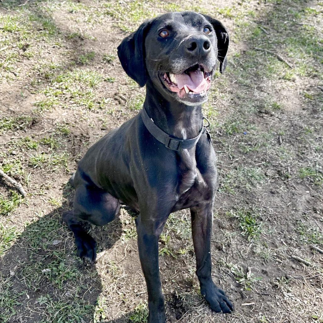 Fang, Adoptable, Adult Male Labrador Retriever & Mixed Breed.