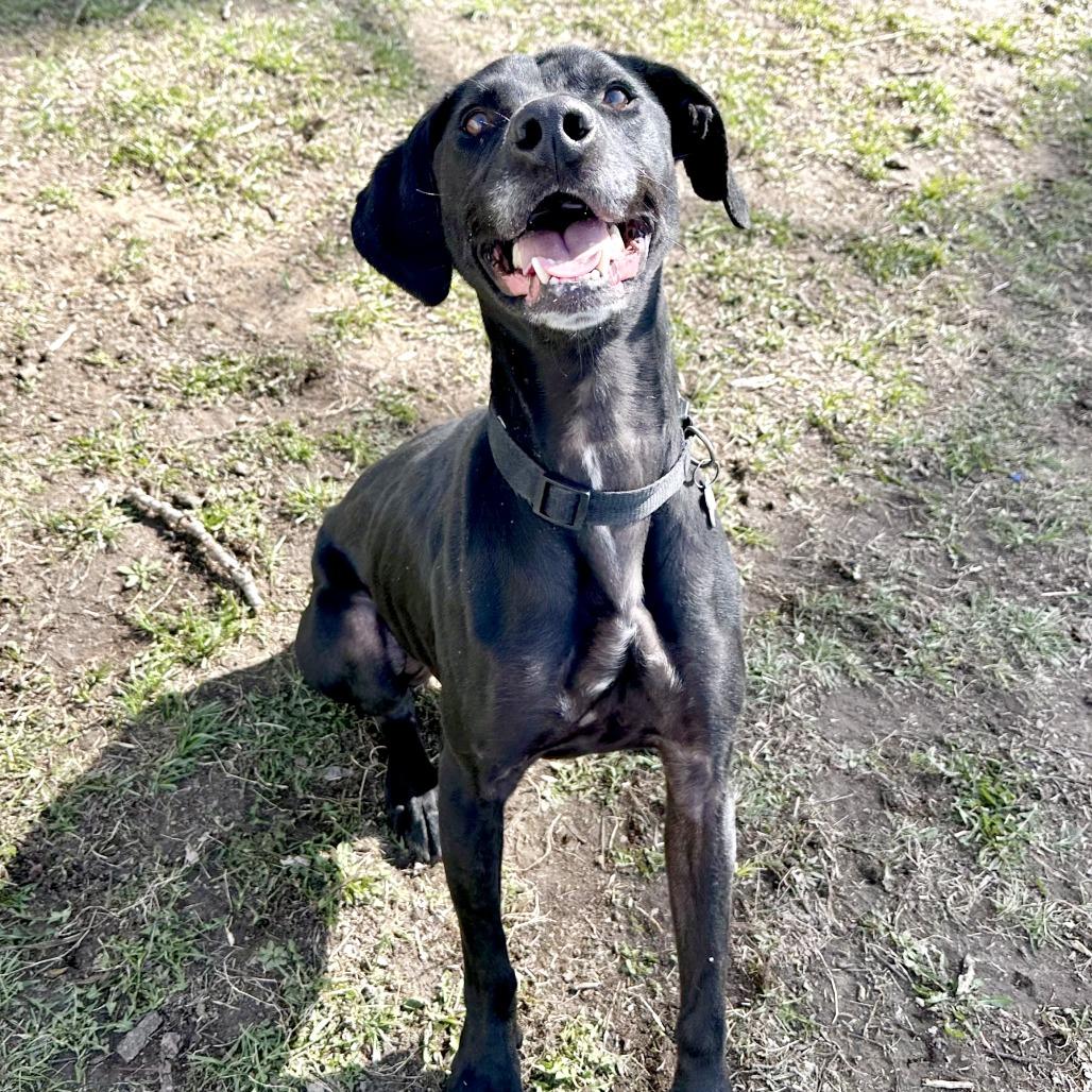 Enlarge Fang, a Adoptable mixed breed in Warrensburg, MO image 2/6