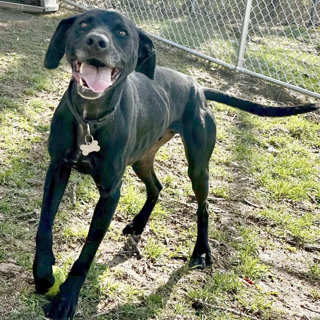 Enlarge Fang, a Adoptable mixed breed in Warrensburg, MO image 3/6