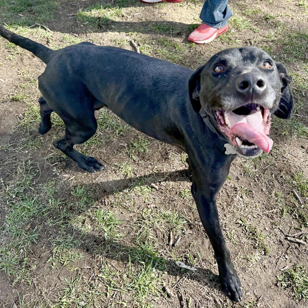 Enlarge Fang, a Adoptable mixed breed in Warrensburg, MO image 4/6