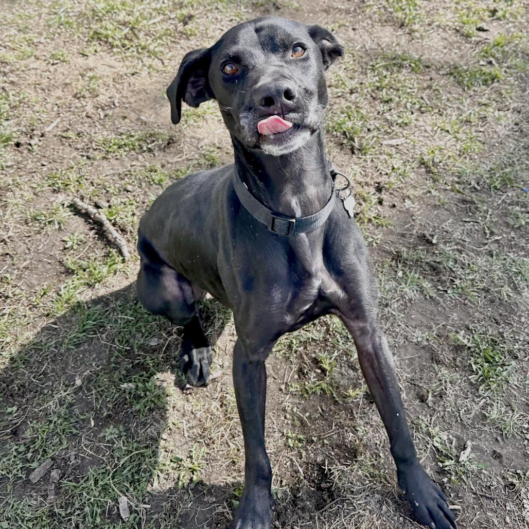 Enlarge Fang, a Adoptable mixed breed in Warrensburg, MO image 5/6